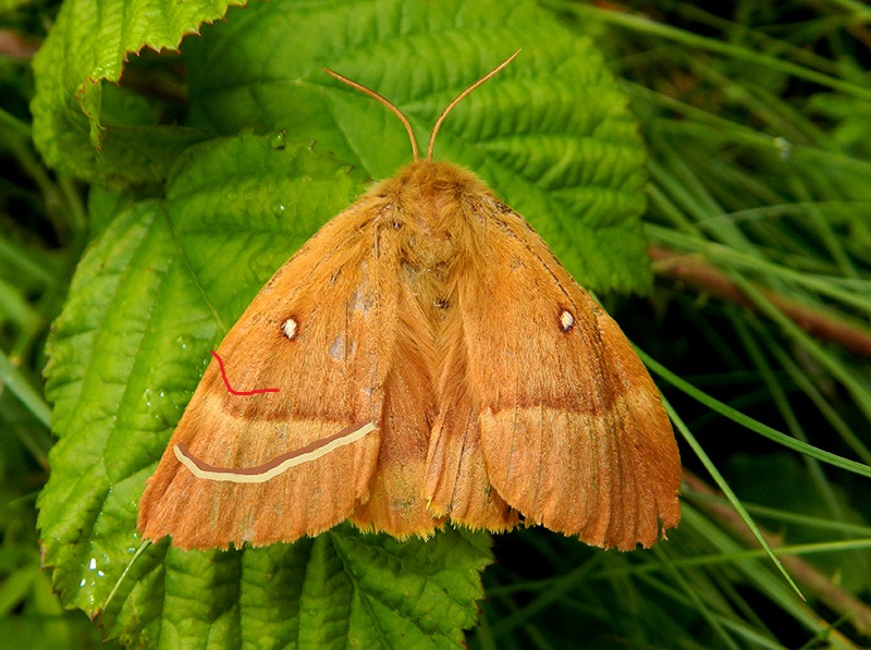 Lasiocampa trifolii/quercus